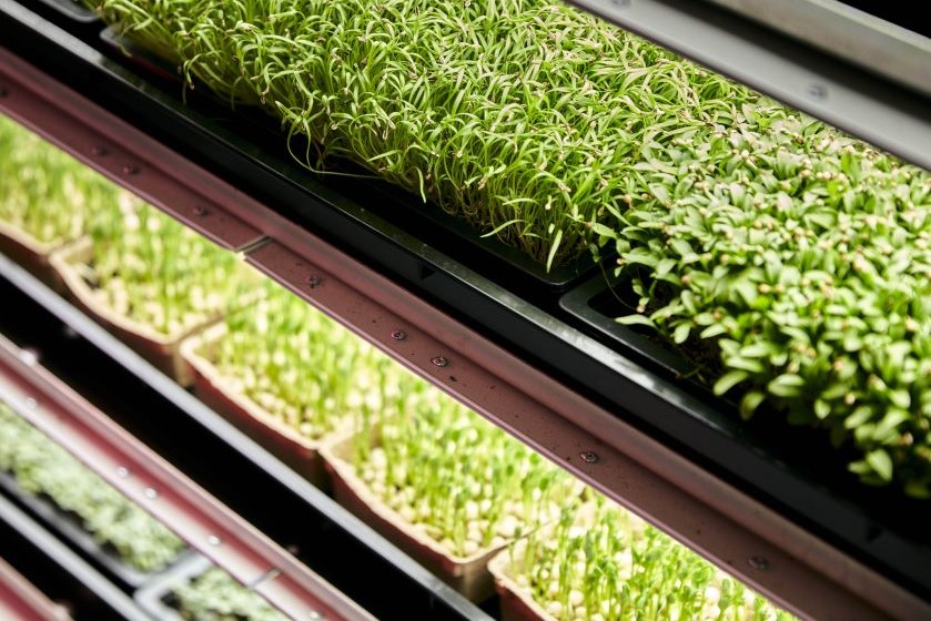 Microgreens under grow lights
