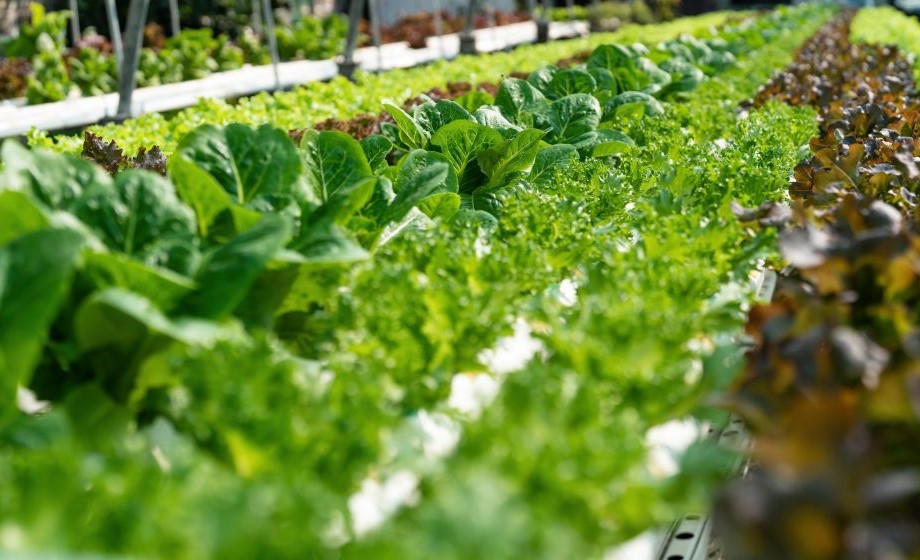 Inside the farm