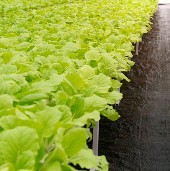 Organic produce