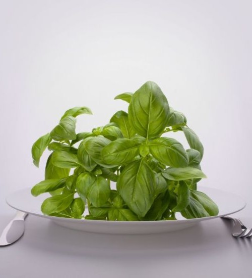 Fresh hydroponic basil