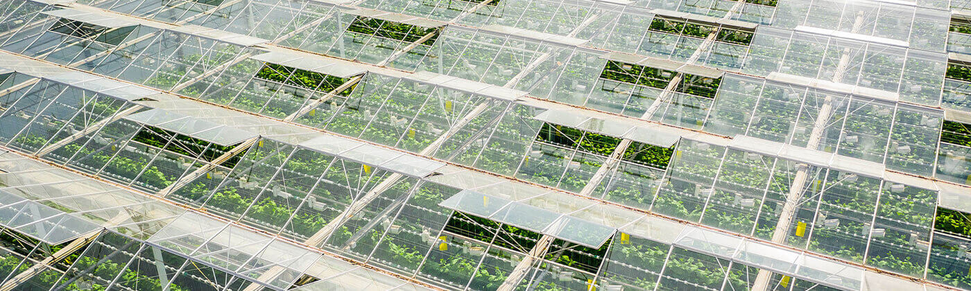 Greens up close