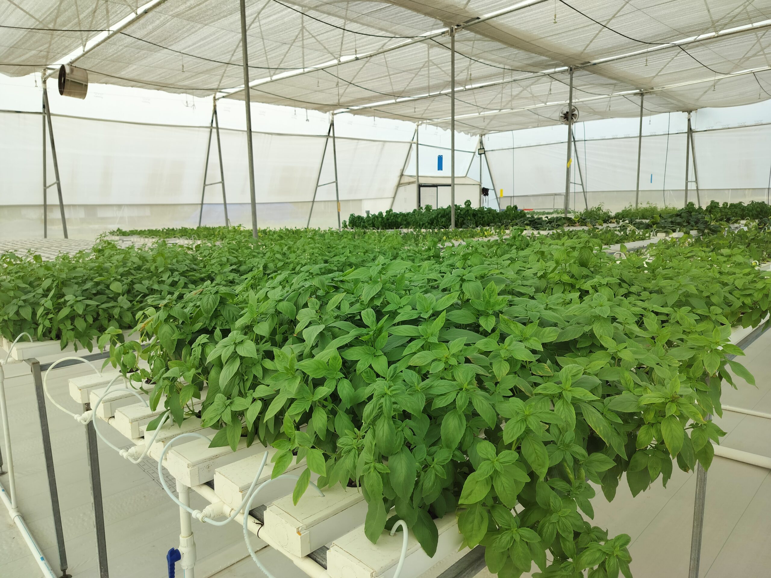 Basil beds in the polyhouse