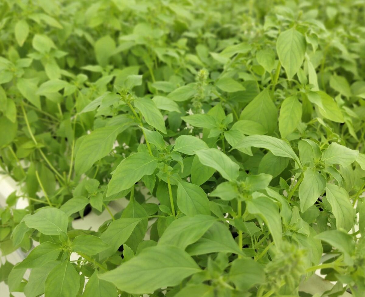 Young basil canopy under climate control