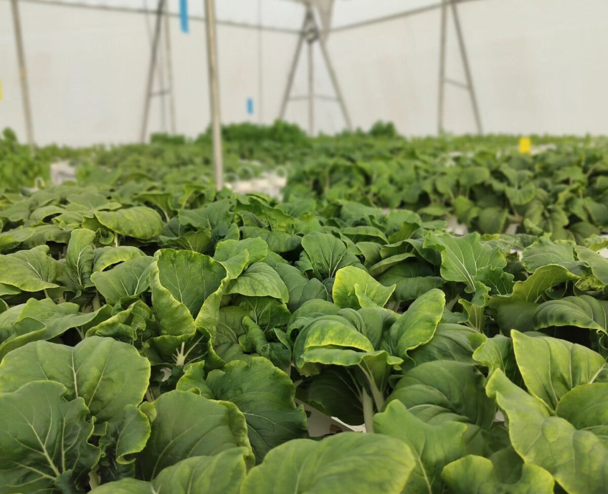 Mature greens ready for harvest