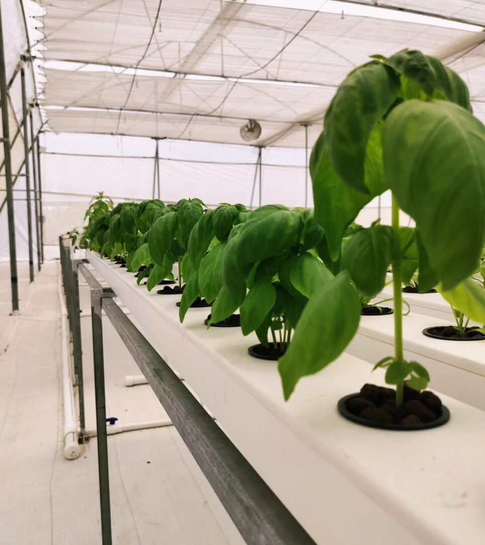 Basil growing along an NFT channel