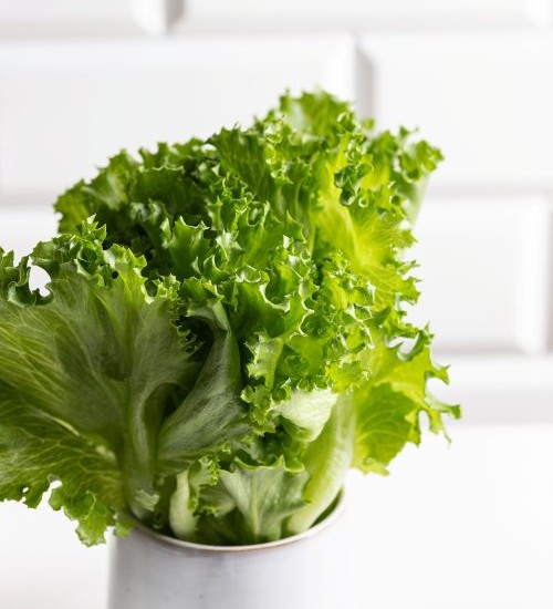 Fresh hydroponic lettuce