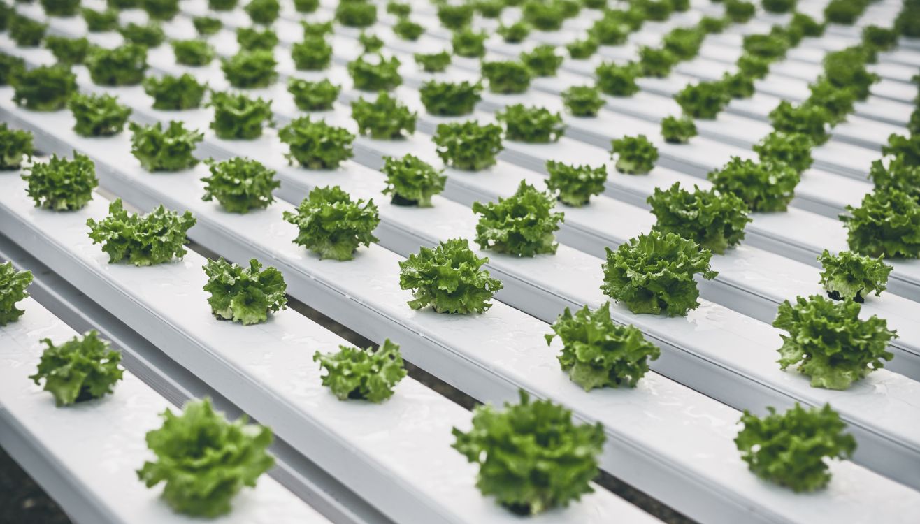 Lettuce heads