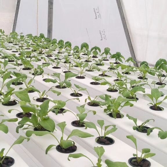 Seedlings sprouting in net pots in the nursery